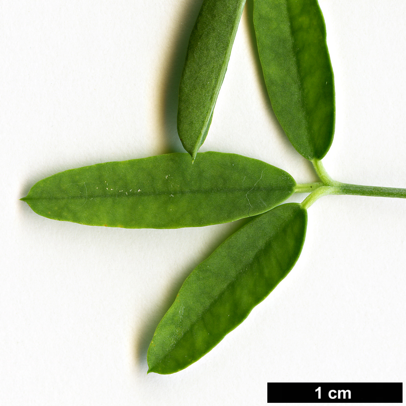 High resolution image: Family: Cleomaceae - Genus: Peritoma - Taxon: arborea